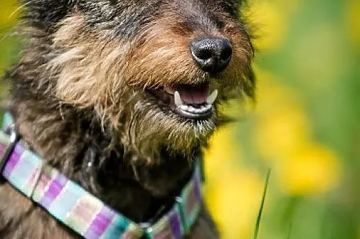 LOLA-subtelna i delikatna, PRZEKOCHANA sunia szuka