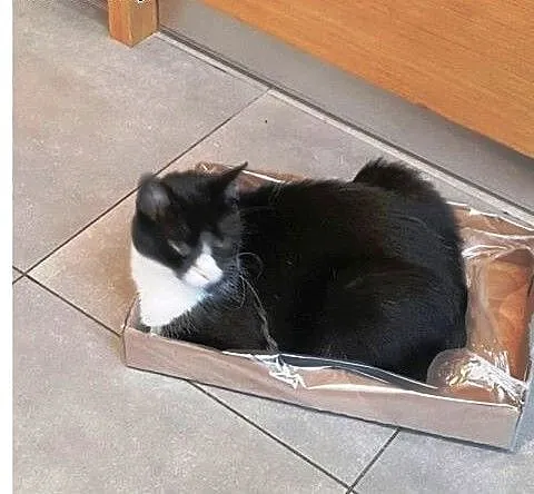 Franek - pilnie do adopcji, łódzkie Łódź
