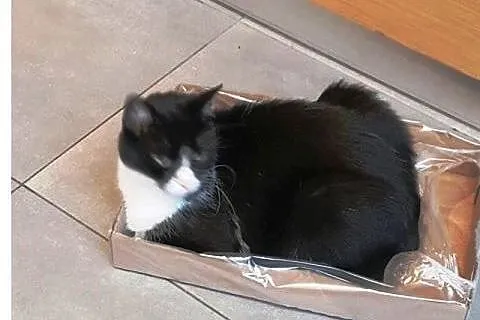 Franek - pilnie do adopcji,  łódzkie Łódź