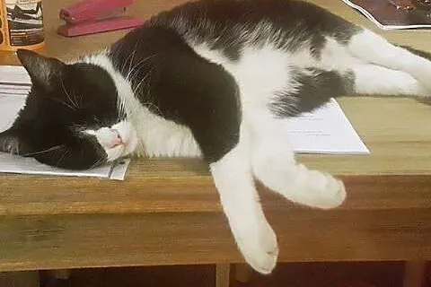 Franek - pilnie do adopcji,  łódzkie Łódź