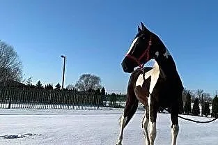 Stanówka ogierem Kandy Progres, , Proszówki