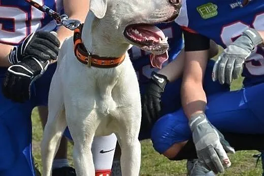 KRAKERS mix doga argentyńskiego do adopcji POZNAŃ,