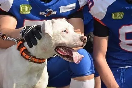 KRAKERS mix doga argentyńskiego do adopcji POZNAŃ,