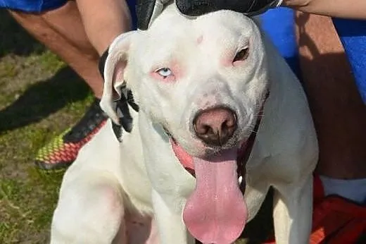 KRAKERS mix doga argentyńskiego do adopcji POZNAŃ,