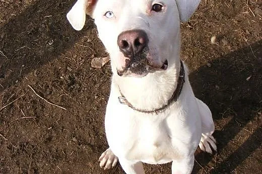 KRAKERS mix doga argentyńskiego do adopcji POZNAŃ,
