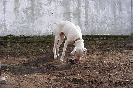 KRAKERS mix doga argentyńskiego do adopcji POZNAŃ,