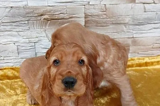 Śliczne Szczenięta Cocker Spaniel Angielski, Łódzkie, Sieradz