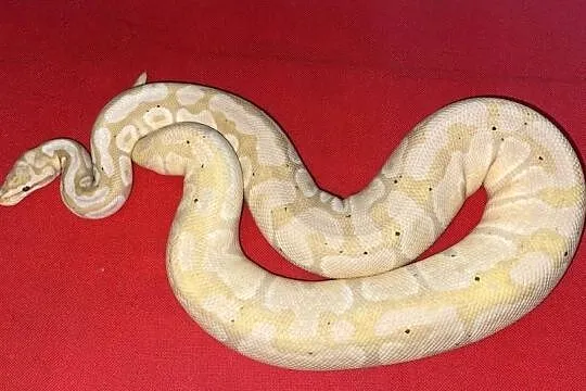 Pyton królewski - Dorosła samica Banana Enchi het Clown
