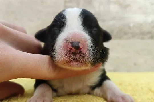 Suczka BORDER COLLIE z Hodowli - Rasowa z pełną dok. - Rezerwacje