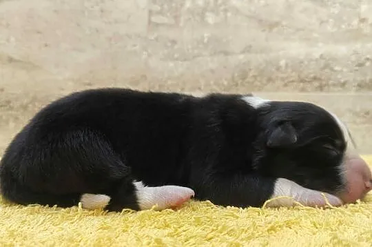 Suczka BORDER COLLIE z Hodowli - Rasowa z pełną dok. - Rezerwacje, Podkarpackie, Iwonicz