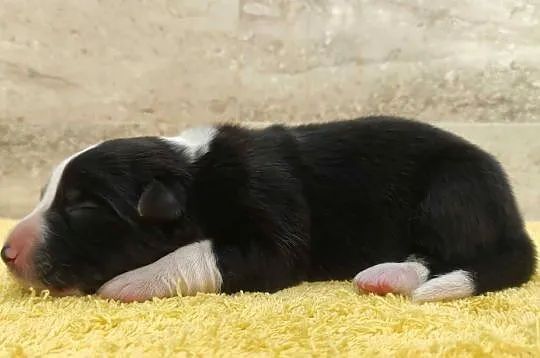 Suczka BORDER COLLIE z Hodowli - Rasowa z pełną dok. - Rezerwacje, Podkarpackie, Iwonicz