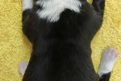 Suczka BORDER COLLIE z Hodowli - Rasowa z pełną dok. - Rezerwacje, Podkarpackie, Iwonicz