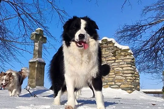 Suczka BORDER COLLIE z Hodowli - Rasowa z pełną dok. - Rezerwacje, Podkarpackie, Iwonicz