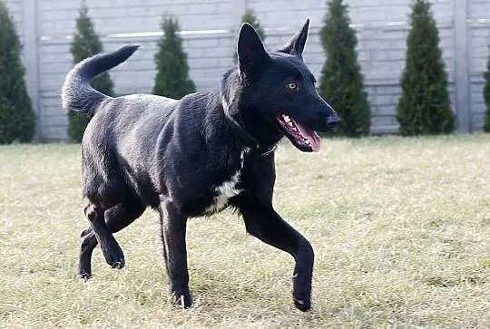 Dusia, niezwykle pozytywna suczka, adopcja