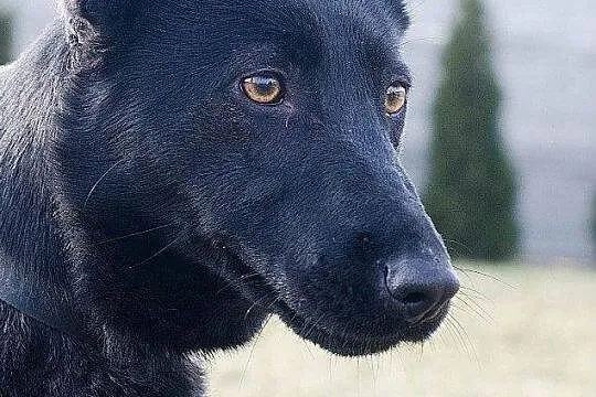 Dusia, niezwykle pozytywna suczka, adopcja