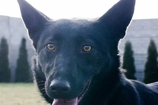 Dusia, niezwykle pozytywna suczka, adopcja