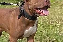 Fiodor Pit Bull Terrier red nose  ,  mazowieckie W