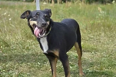 Iskierka już 6 lat, od szczeniaka czeka w schronis
