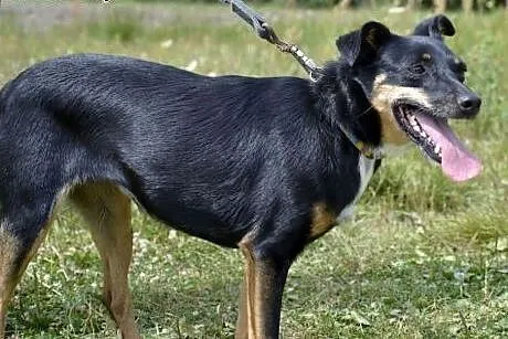 Iskierka już 6 lat, od szczeniaka czeka w schronis