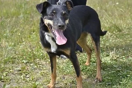 Iskierka już 6 lat, od szczeniaka czeka w schronis