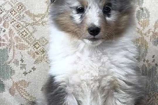 Amaya sheltie - suczka marmurkowa po rodzicach pracujących, Warmińsko-mazurskie, Pupki