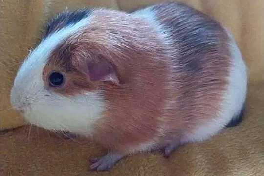 Samiec świnki morskiej pół roczny