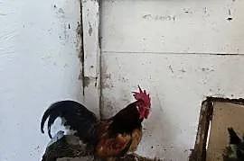 Kogutki cwergi kogutki