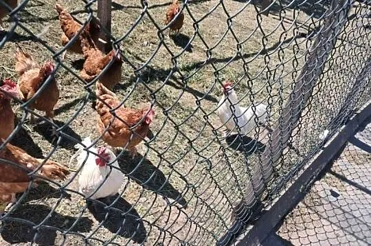 Kogutki cwergi kogutki, Wielkopolskie, Kościan