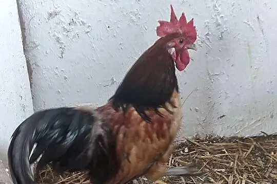 Kogutki cwergi kogutki, Wielkopolskie, Kościan