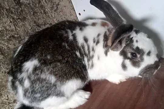 Sprzedam Samca srokacz, Śląskie, Zajączki Pierwsze