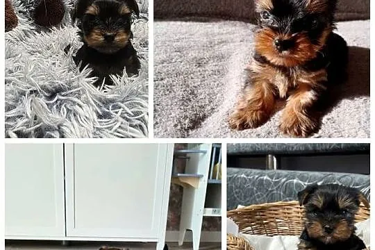 Yorkishe terrier