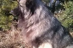 Szpic wilczy szpice