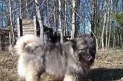 Szpic wilczy szpice
