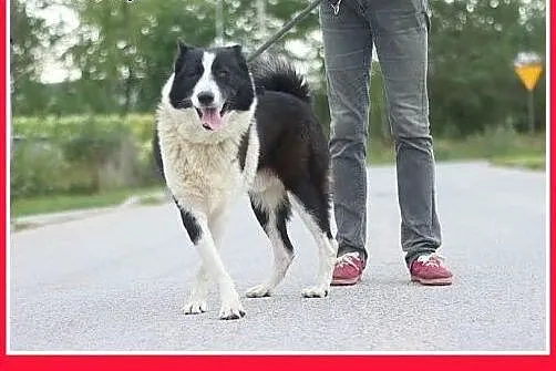 Karelski,3 lata,25kg, pies AKIRO do adopcji.,  dol