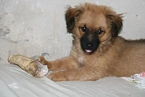 2,5 mc misiowaty szczeniak do adopcji,  śląskie Katowice
