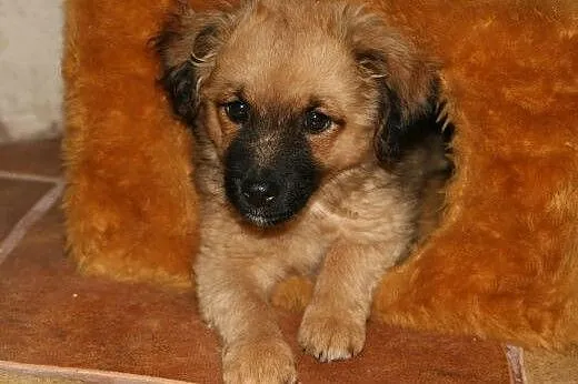 2,5 mc misiowaty szczeniak do adopcji,  śląskie Ka