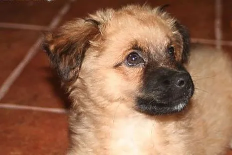 2,5 mc misiowaty szczeniak do adopcji,  śląskie Ka