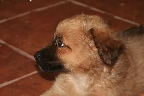 2,5 mc misiowaty szczeniak do adopcji,  śląskie Ka