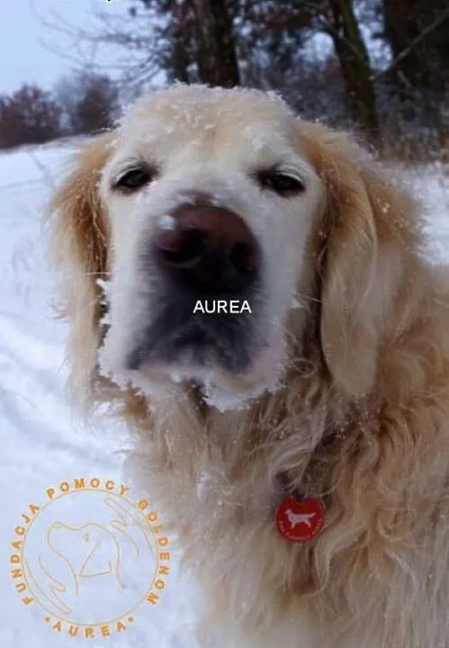 Golden Retriever DARGO - poszukuje domu, śląskie