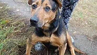 Misio kocha dzieci ludzi i świat adoptuj go a zysk