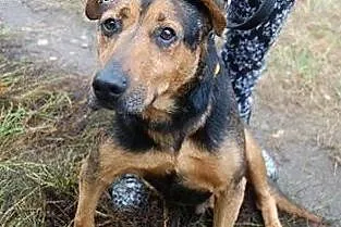 Misio kocha dzieci ludzi i świat adoptuj go a zysk