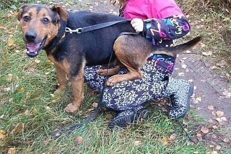 Misio kocha dzieci ludzi i świat adoptuj go a zysk