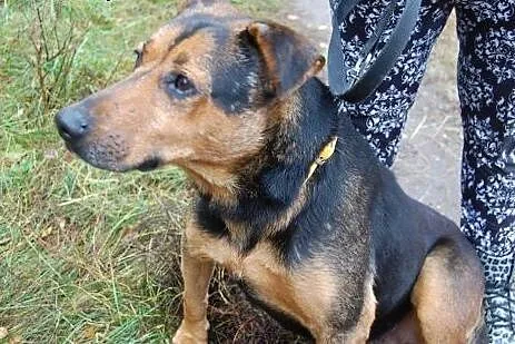 Misio kocha dzieci ludzi i świat adoptuj go a zysk