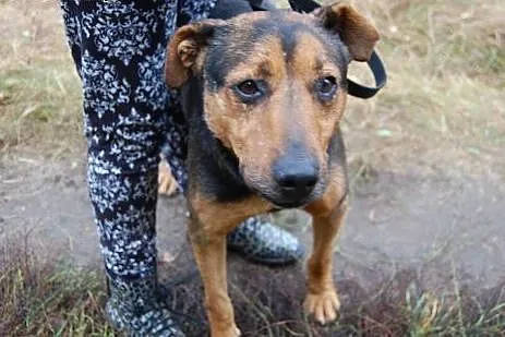 Misio kocha dzieci ludzi i świat adoptuj go a zysk