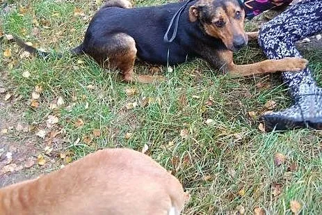 Misio kocha dzieci ludzi i świat adoptuj go a zysk