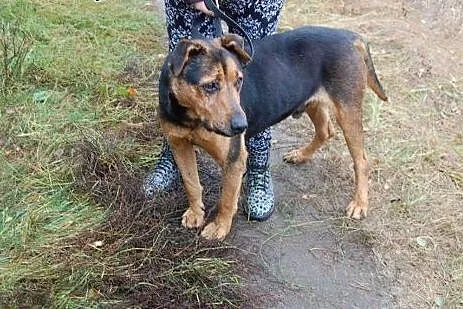 Misio kocha dzieci ludzi i świat adoptuj go a zysk