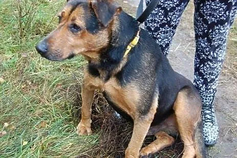 Misio kocha dzieci ludzi i świat adoptuj go a zysk