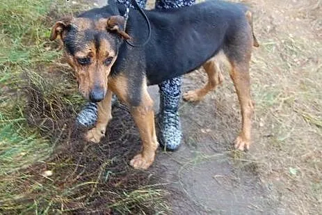 Misio kocha dzieci ludzi i świat adoptuj go a zysk