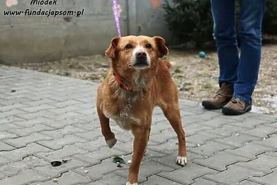 Miodek - super psiak, Mazowieckie, Nowy Dwór Mazowiecki