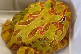 Żaba Rogata - Sklep Zoologiczny